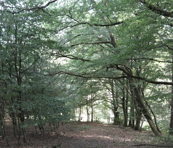 Wanderweg durch einen Laubwald, © Tourist-Information Islek