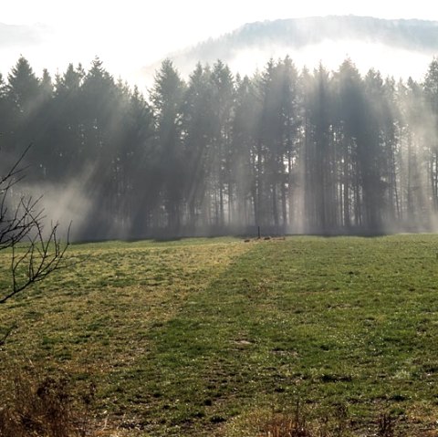 Morgennebel bei Reiff