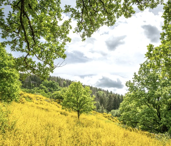 Eifelgold Route, leuchtende Ginsterfelder, © Eifel Tourismus GmbH, Dominik Ketz