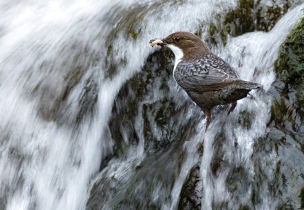 Wasseramsel, © Naturpark Südeifel/Thomas Kirchen.