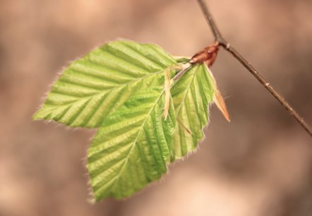 Blatt Rotbuche, © Oliver Gaab