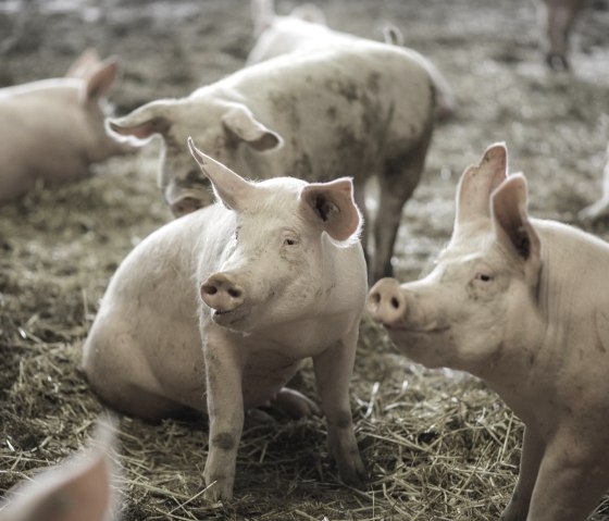 artgerechte Schweinehaltung, © TI Bitburger Land
