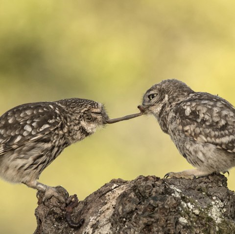 Steinkäuze, © Naturpark Südeifel/Horst Jegen