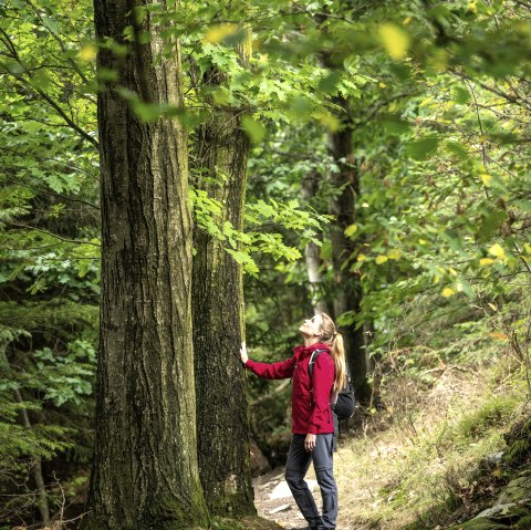 Stressbewältigung im Wald, © Eifel Tourismus GmbH/ Dominik Ketz