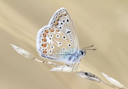 Hauhechel-Bläuling, © Naturpark Südeifel/Thomas Kirchen