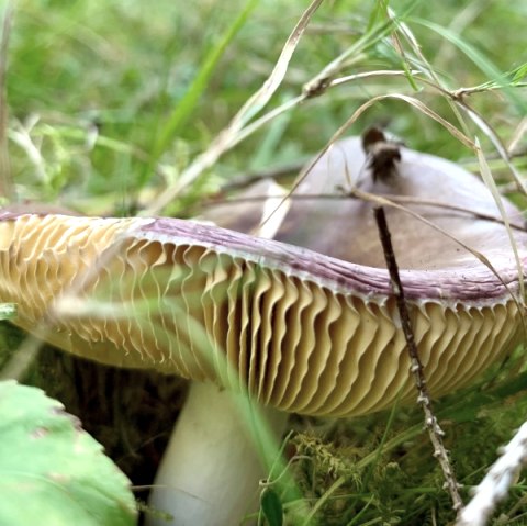 Pilz_Nahaufnahme, © Naturpark Südeifel/Ansgar Dondelinger