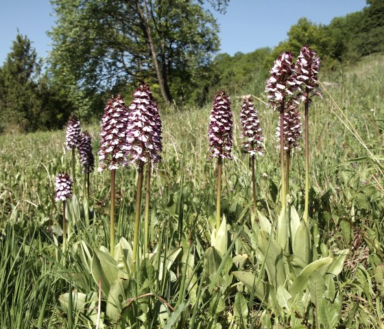 Purpur-Knabenkraut  (Orchis purpurea), © Günter Müller