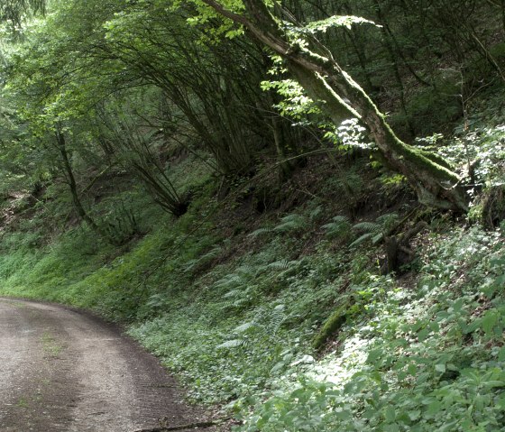 Waldweg im Prümtal, © V. Teuschler