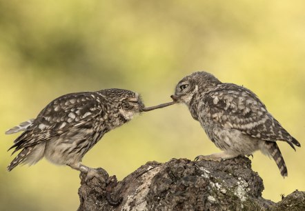 Steinkäuze, © Naturpark Südeifel/Horst Jegen