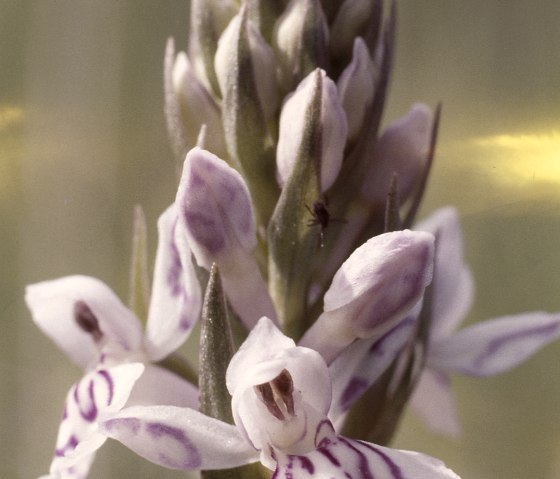 Gefleckte Knabenkraut (Dactylorhiza maculata) , © Werner Becker
