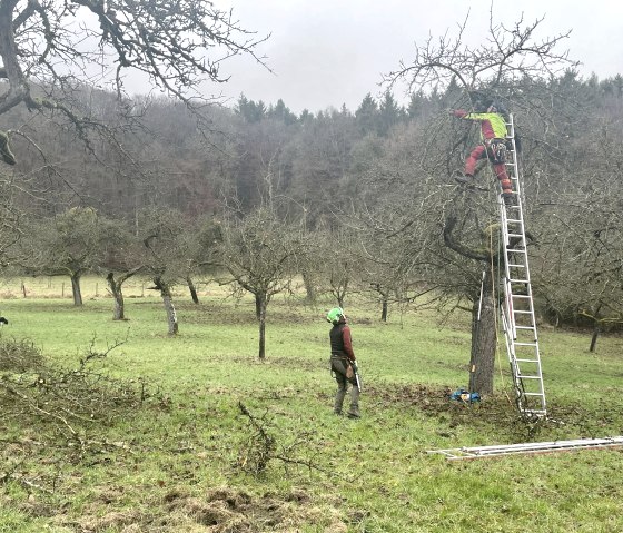 Schnittpflege der Streuobstbäume im Naturpark Südeifel, © Naturpark Südeifel/Ansgar Dondelinger