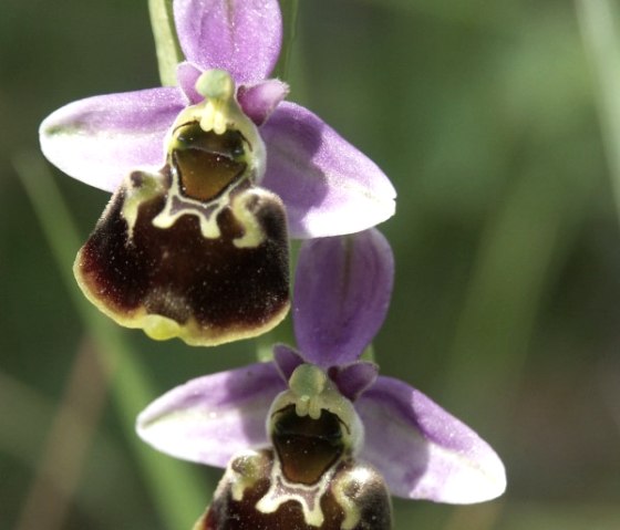 Hummel-Ragwurz (Ophrys holoserica), © Naturpark Südeifel/Werner Becker