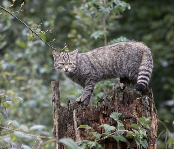 Wildkatze, © Naturpark Südeifel/Horst Jegen.