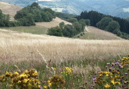 Naturnahes Erlebnis bei Plütscheid, © Volker Teuschler