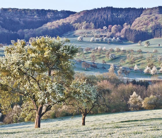 Streuobstwiese Klausnerweg, © Naturpark Südeifel/Thomas Kirchen