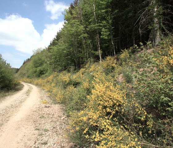 Ginster am Wegesrand, © Harald Geimer