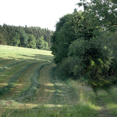 Weg in den Wald, © V. Teuschler