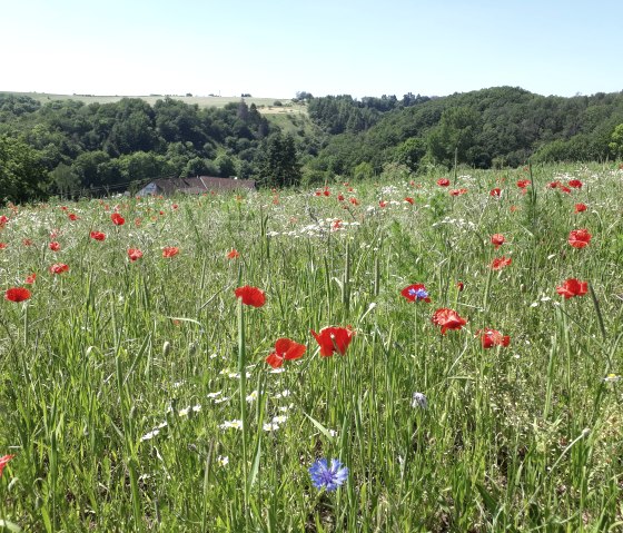 Blühender Mohn und Kornblumen oberhalb von Utscheid, © Felsenland Südeifel Tourismus, Natalie Mainz