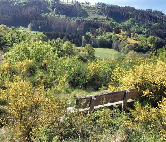 Ginsterblüte im Irsental, © Tourist-Information Islek, Ingrid Wirtzfeld