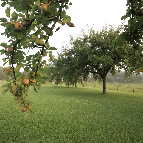 Streuobstwiese, © Naturpark Südeifel/Charly Schleder.