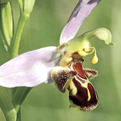 Bienenragwurz, © G. Müller