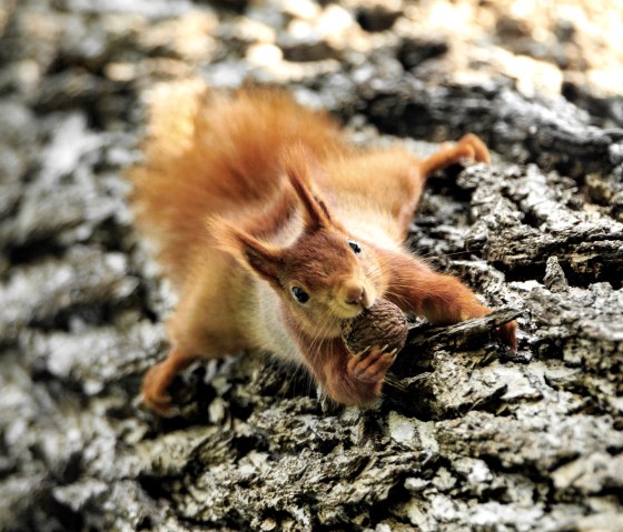 Eichhörnchen, © Naturpark Südeifel/Horst Jegen.