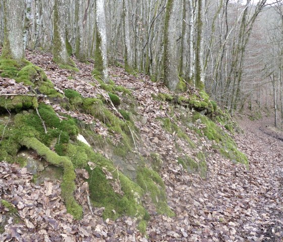 Waldweg, © Tourist-Information Islek