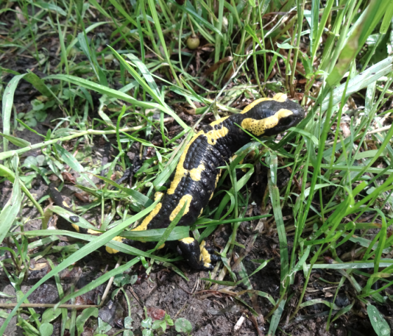 Leuchtend-gelb gefleckt: Der Feuersalamander ist an seinem Muster gut zu erkennen., © Naturpark Südeifel/Indra Schaperdoth