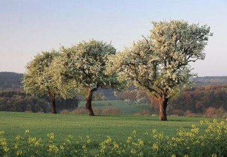Streuobstbäume, © Naturpark Südeifel/Charly Schleder