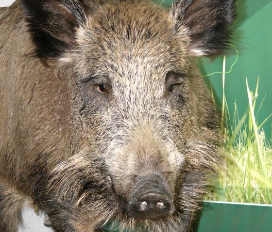 Haus der Jagd Ernzen - Wildschweinmodell, © Holger Weber