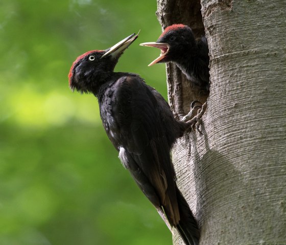 Schwarzspecht, © Naturpark Südeifel/Horst Jegen