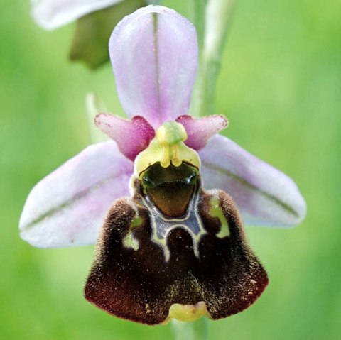 Ophrys holoserica, © Werner Becker