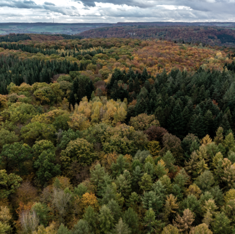 Wald Ernzen, © Naturpark Südeifel/Philipp Köhler