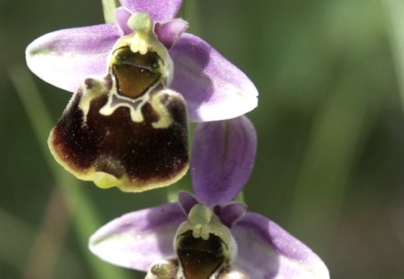 Hummel-Ragwurz (Ophrys holoserica), © Naturpark Südeifel/Werner Becker