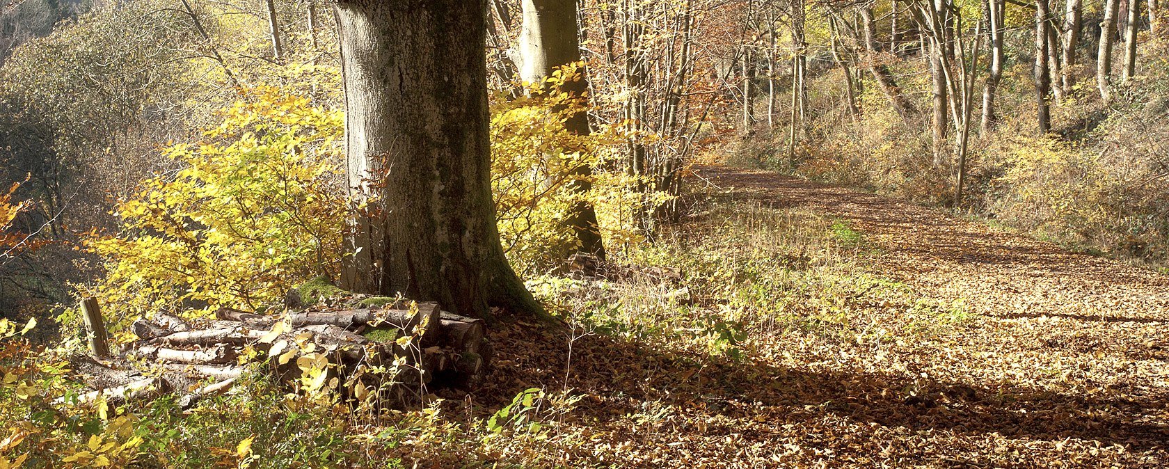 Herbswald, © V. Teuschler