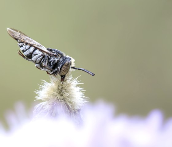 Die Schuppige Kegelbiene (Coelioxys afra) klammert sich zum Schlafen fest an die Pflanze., © Naturpark Südeifel/Thomas Kirchen