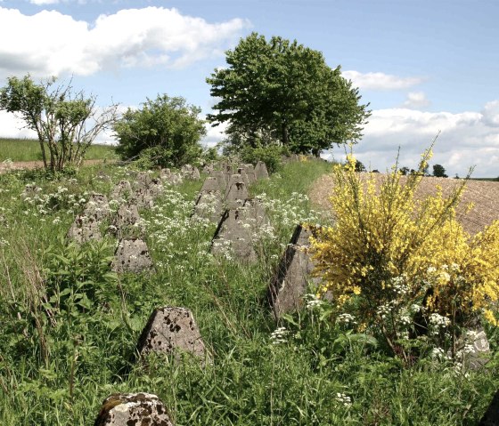 Höckerlinie Westwall-Wanderweg, © DLR Eifel