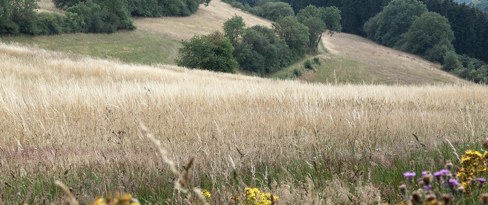 Naturnahes Erlebnis bei Plütscheid, © Volker Teuschler