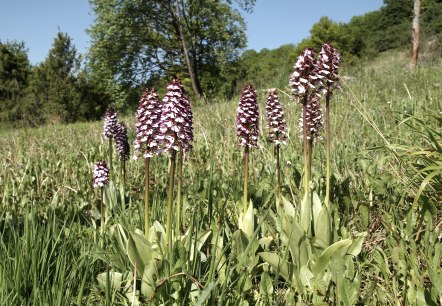 Purpur-Knabenkraut  (Orchis purpurea), © Günter Müller