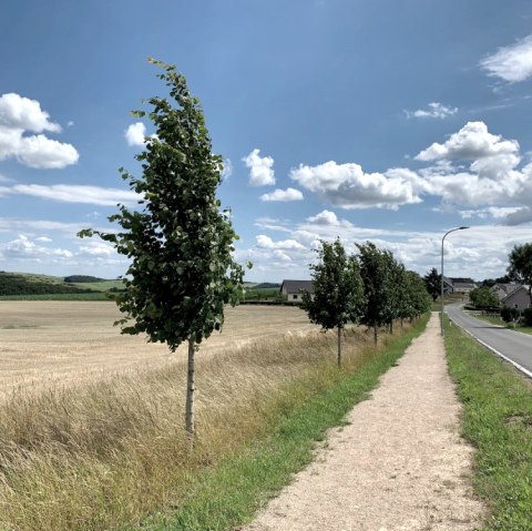 Komfort-Weg Ammeldingen, © Naturpark Südeifel/Ansgar Dondelinger