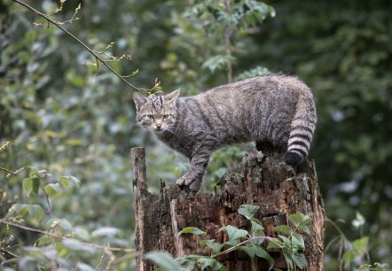 Wildkatze, © Naturpark Südeifel/Horst Jegen.