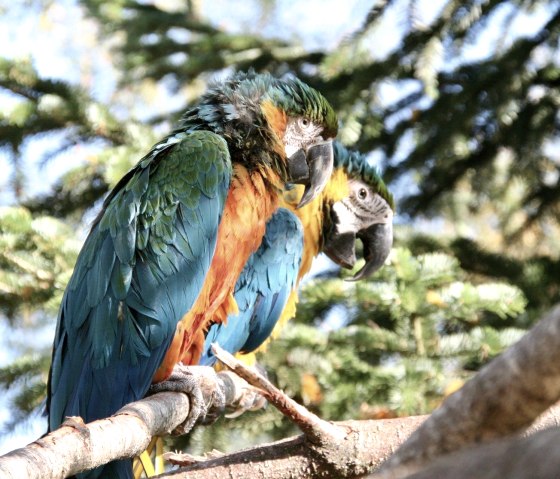 Papagei, © Eifel-Zoo,Wallpott