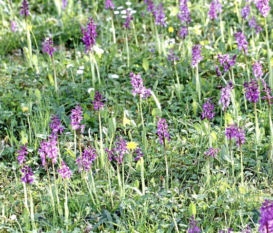 Manns-Knabenkraut (Orchis mascula), © Günter Müller