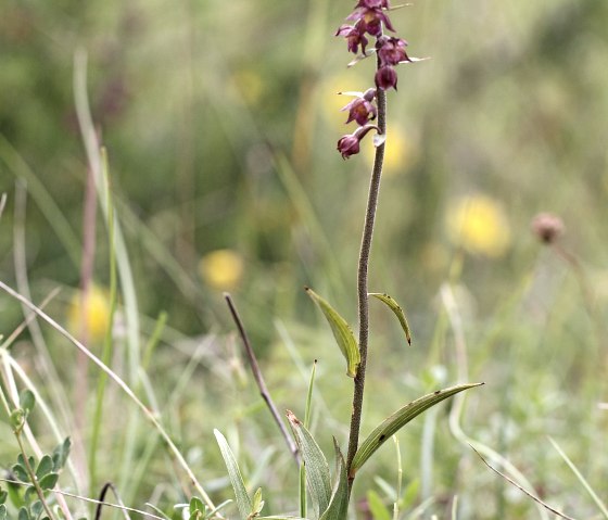 Braunrote Stendelwurz (Epipactis atrorubens), © Günter Müller