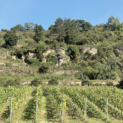 Weinberg, © Felsenland Südeifel Tourismus GmbH, Anna Carina Krebs