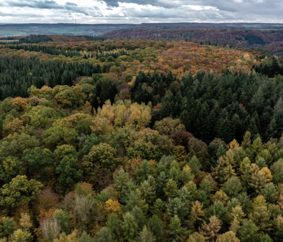 Wald Ernzen, © Naturpark Südeifel/Philipp Köhler