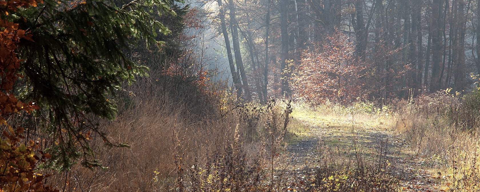 Herbst im Grimbachtal, © V. Teuschler