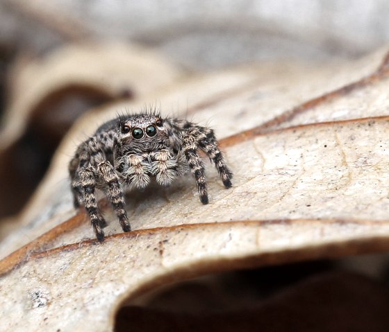 Springspinne, © VDN-Fotoportal/Angelika Hecht