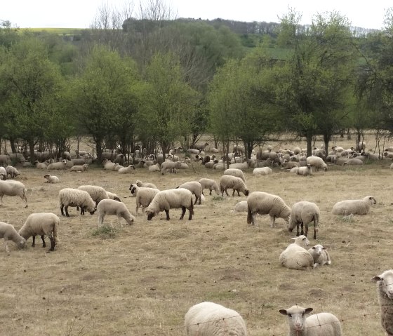 Schafe in der Eifel