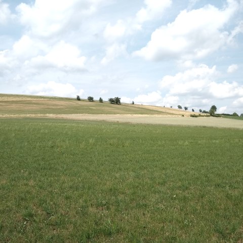 Komfort-Weg Daleiden Aussicht, © Naturpark Südeifel/Indra Schaperdoth